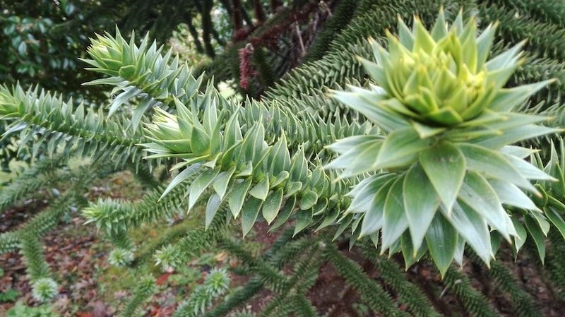 Especie foránea del Jardín botánico plan para viajar a Galicia
