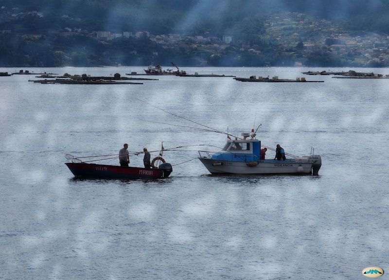 Viajar a Galicia para ver las bateas
