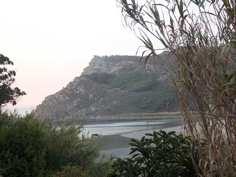 Flora y fauna en Cíes