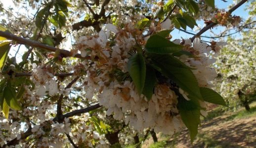 5 planes en la provincia de Burgos en primavera