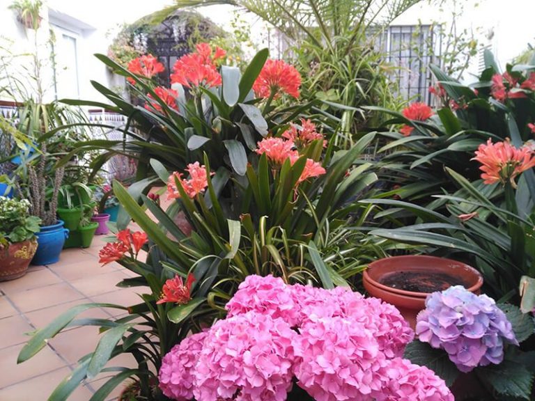 Qué ver en Medina Sidonia — Dónde comer y dormir — El Viaje de Sofi