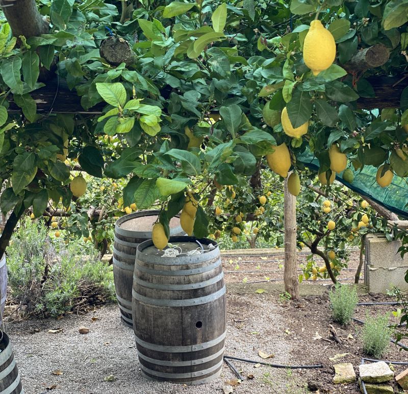 Limones auténticos sfusato amalfitano creciendo en una pérgola de madera.