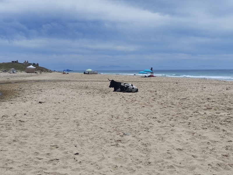 Una vaca retinta descansando sobre la arena blanca de la playa de Bolonia con el mar de fondo.